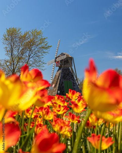 Historic Windmill in Tulip field at Holland, michigan during spring time.