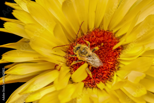 Fototapeta Naklejka Na Ścianę i Meble -  Tiny bee collecting pollen from Gerbera Daisy flower close up shot.