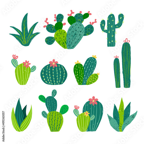 Cactus cacti mexican with flowers vector set