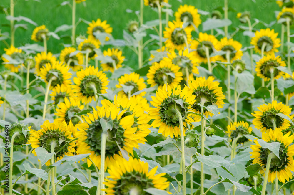 sunflower field in summer