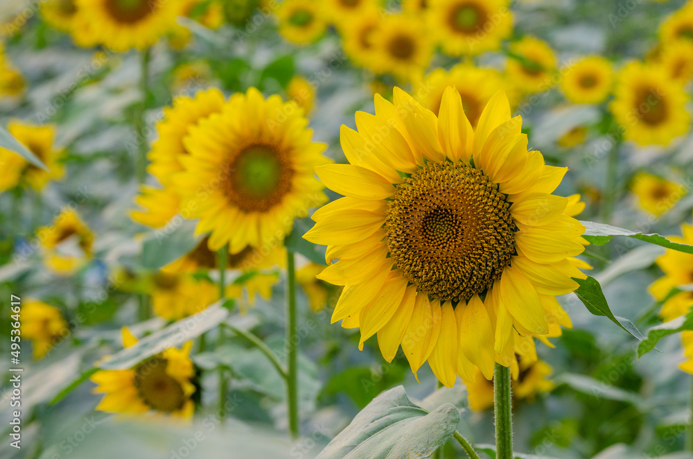 sunflower field in summer