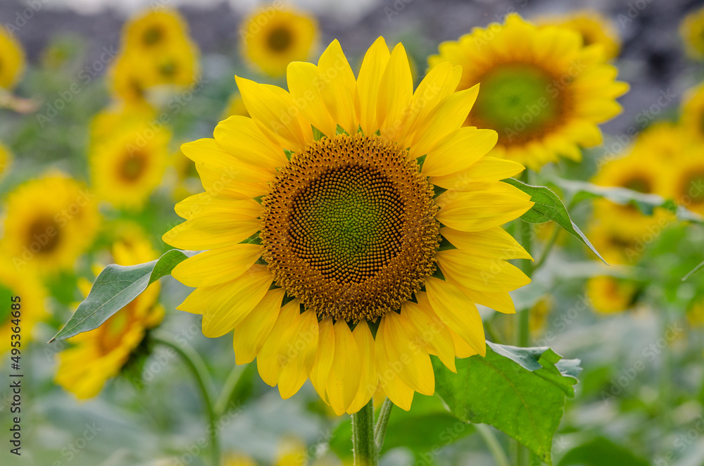 sunflower field in summer