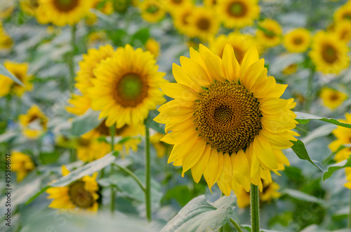 sunflower field in summer