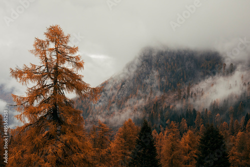 autumn in the mountains with fog
