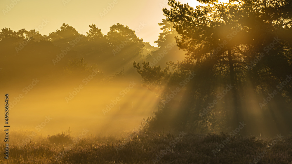 Ein Sonnenaufgang mit Nebel im Sonnenschein! Ein Sonnenaufgang mit Nebel im Sonnenschein!