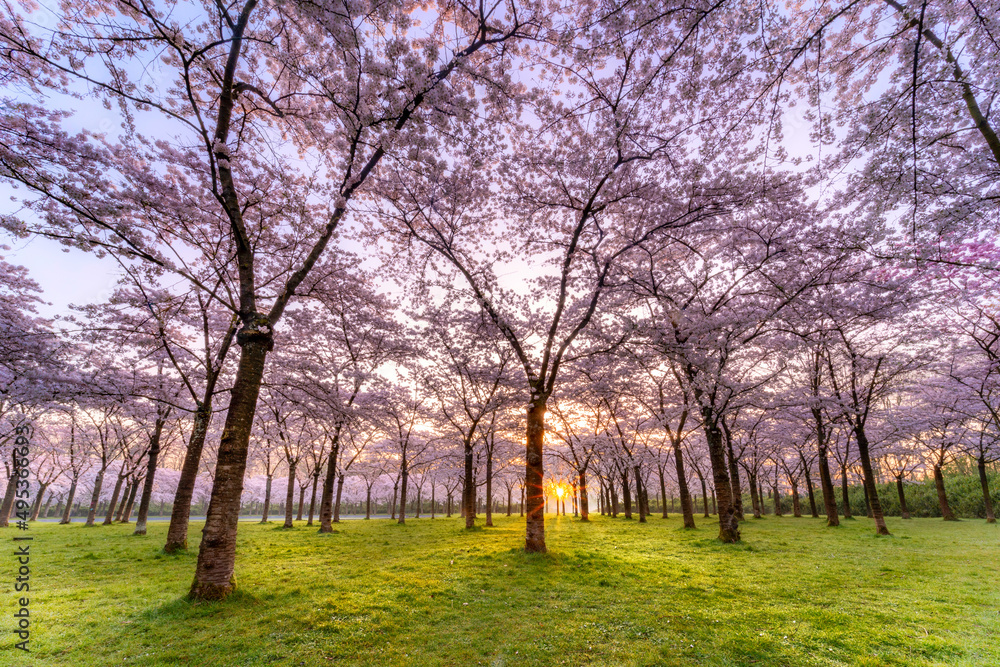 Sunrise between the cherryblossem trees is a real nice experience every spring. It reveals that summer is around the corner and winter is finally over. Sunrise between the cherryblossem trees is a real nice experience every spring. It reveals that summer is around the corner and winter is finally over.