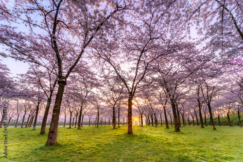 Sunrise between the cherryblossem trees is a real nice experience every spring. It reveals that summer is around the corner and winter is finally over. 