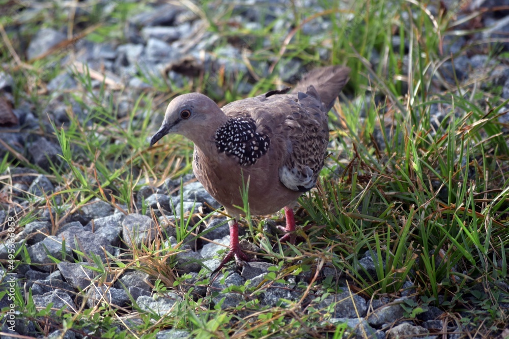 Pigeons on Lawn