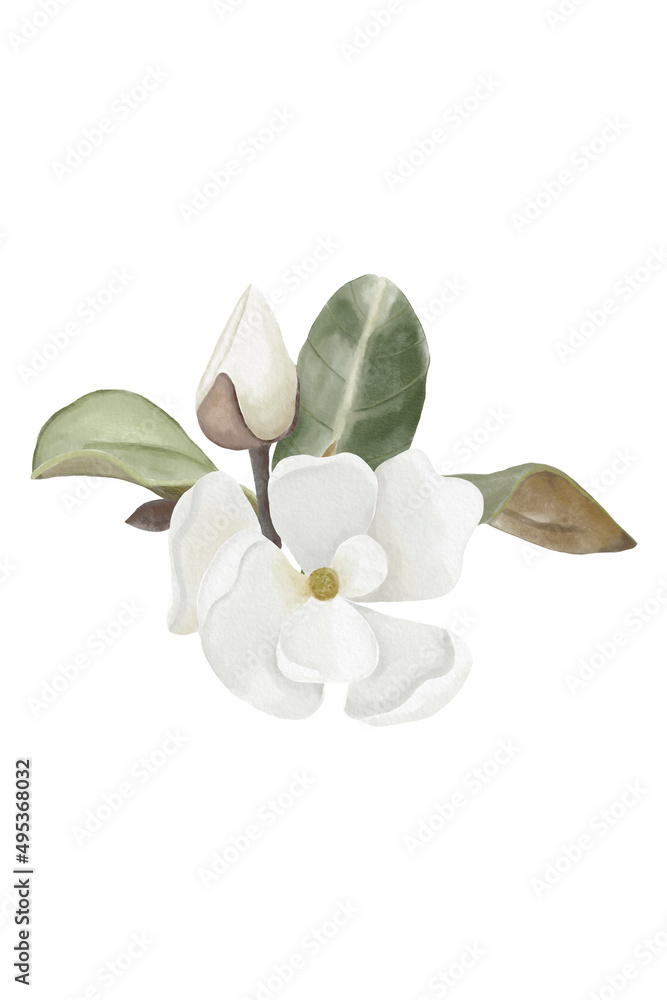 Naklejka premium Watercolor white magnolia bouquet with flowers and leaves, white flowers composition isolated background 