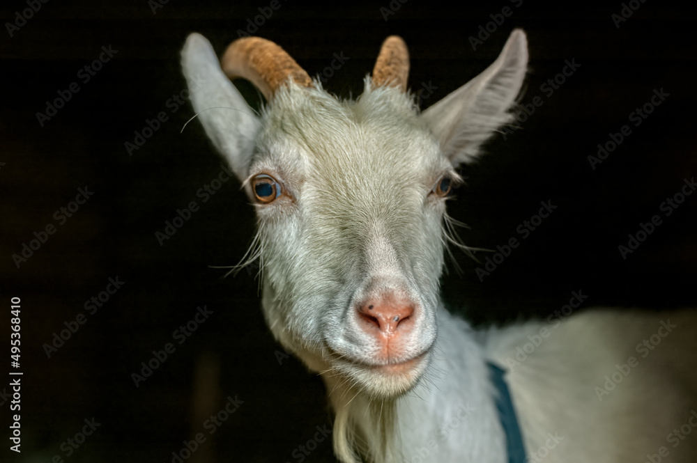 Portrait of goat on black background. Goat isolated selective focus. Portrait of goat on black background. Goat isolated selective focus.