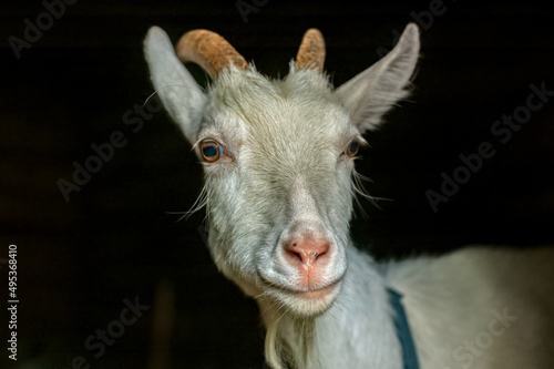 Portrait of goat on black background. Goat isolated selective focus. © Stanislav Palamar