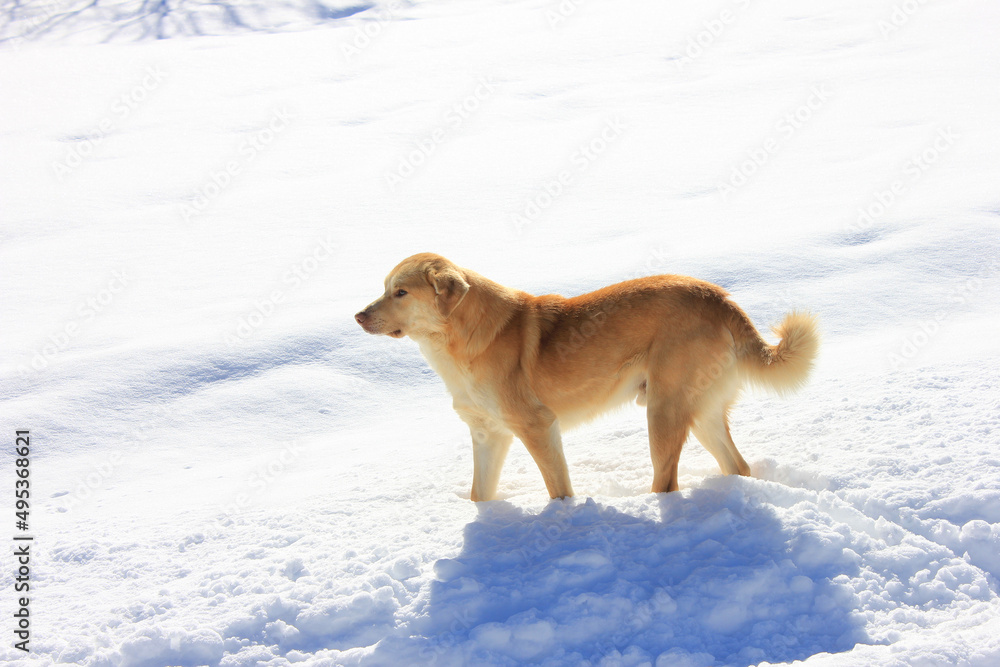 The dog looks into the distance. The dog looks into the distance.