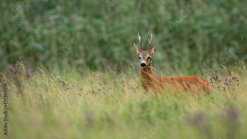 Roe deer, capreolus capreolus, with disease looking on pasture with copy space. Roebuck with fibropapilomatosis standing on grass in summer. Antlered animal with tumor watching on meadow. © WildMedia
