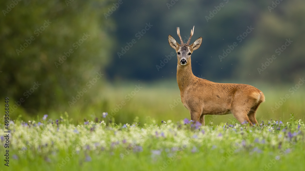 Roe deer, capreolus capreolus, standing on meadow in summer with copy space. Antlered male mammal looking to the camera on flowers. Roebuck watching on glade with space for text. Roe deer, capreolus capreolus, standing on meadow in summer with copy space. Antlered male mammal looking to the camera on flowers. Roebuck watching on glade with space for text.