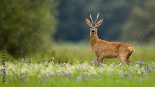 Roe deer  capreolus capreolus  standing on meadow in summer with copy space. Antlered male mammal looking to the camera on flowers. Roebuck watching on glade with space for text.