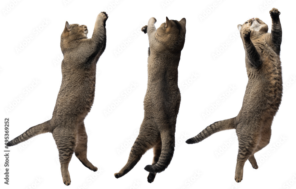 Adult gray cat Scottish Straight plays on a white background, animal jumps. Set