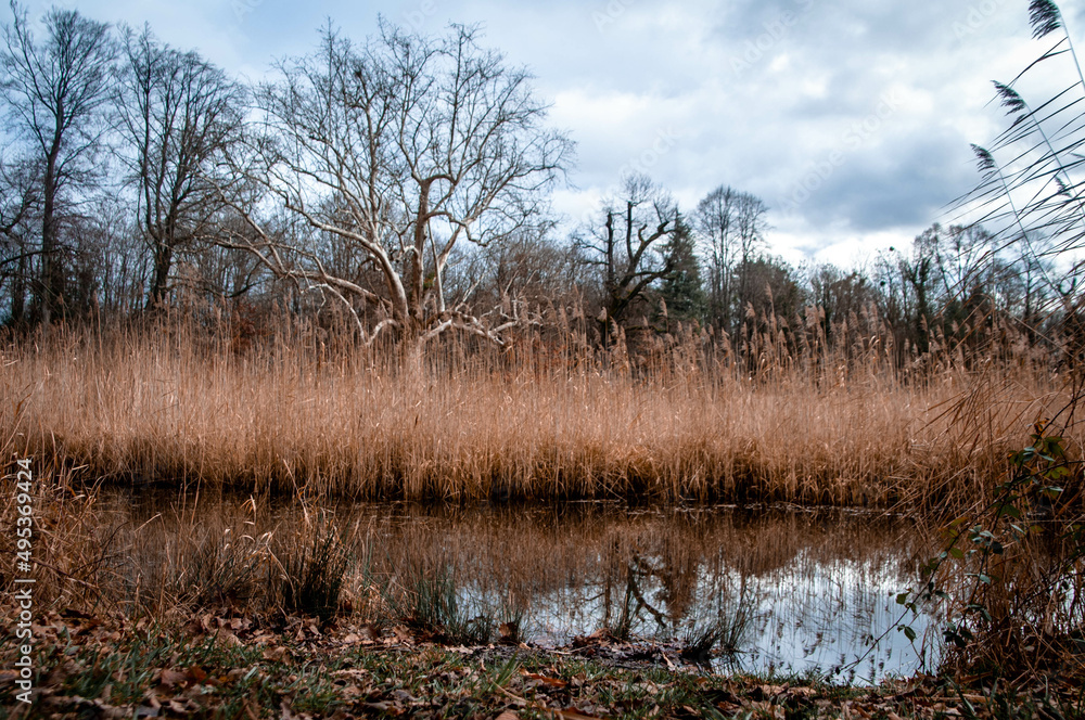 reeds on the river