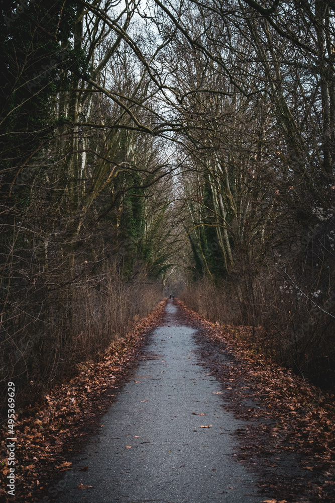 Fototapeta premium path in the woods