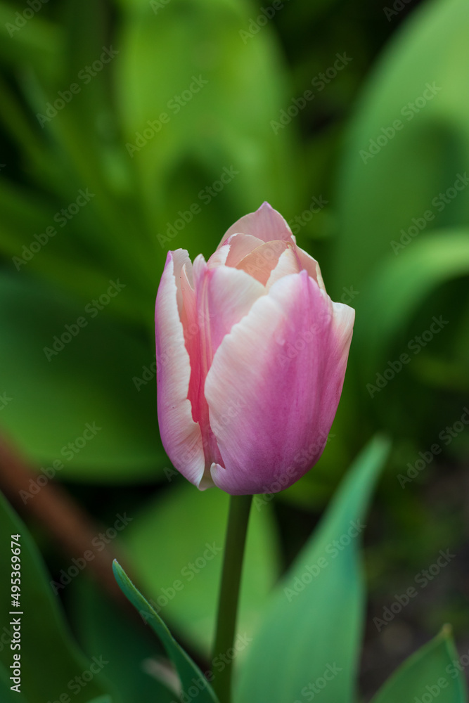 First tulips growing in the garden, early spring flowers with fresh and intese colors First tulips growing in the garden, early spring flowers with fresh and intese colors