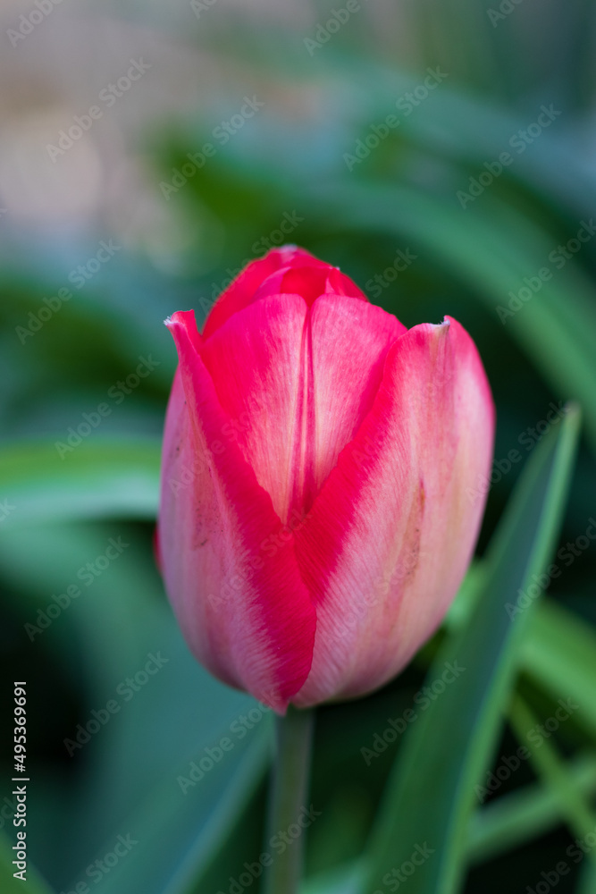 First tulips growing in the garden, early spring flowers with fresh and intese colors