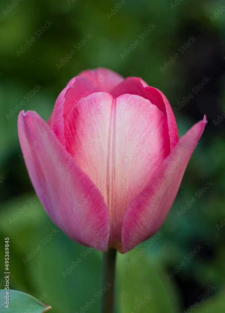 First tulips growing in the garden, early spring flowers with fresh and intese colors First tulips growing in the garden, early spring flowers with fresh and intese colors