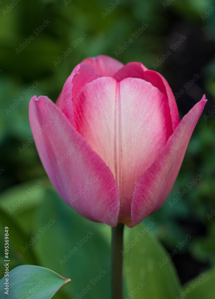 First tulips growing in the garden, early spring flowers with fresh and intese colors First tulips growing in the garden, early spring flowers with fresh and intese colors