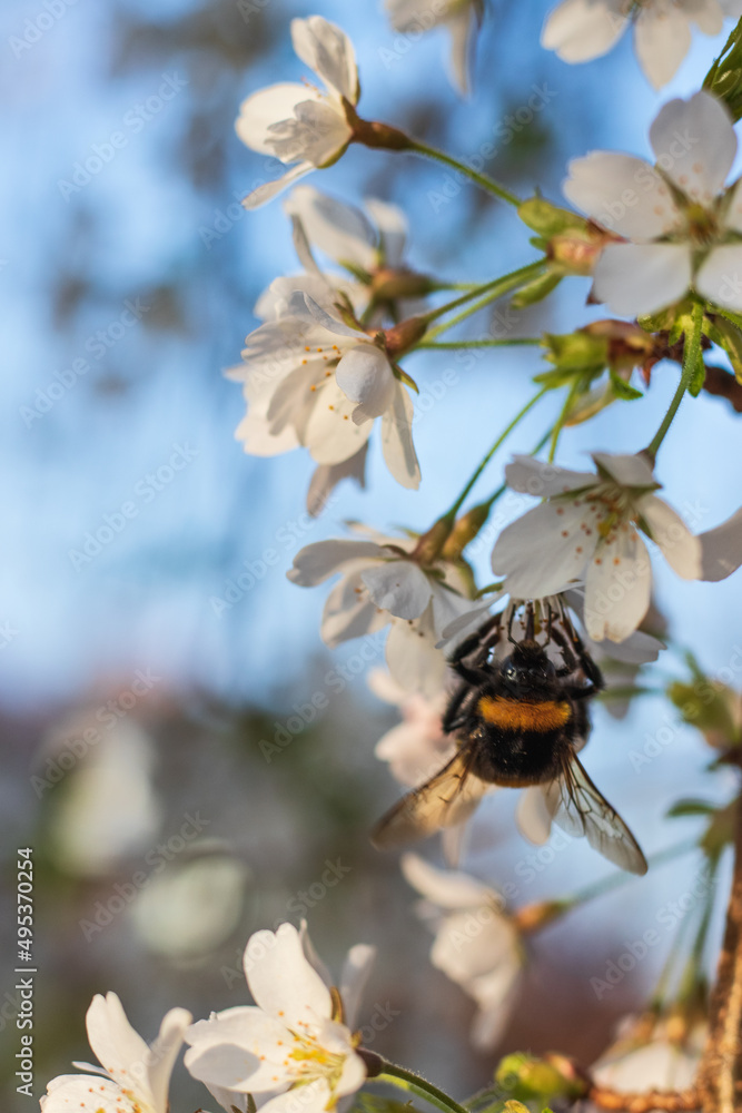 Japanese prunus tree with little white flowers in bloom and bees