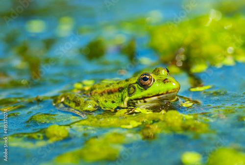 Green frog on the water surface. Close-up.