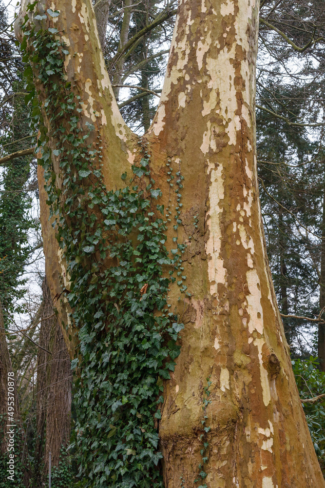 Platanus (Platanus acerifolia) in early spring