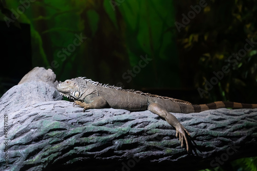 Close up of an iguana resting on a tree branch in a zoo.