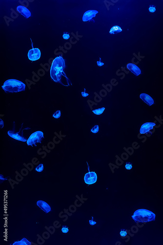 Jellyfish swim through the dark ocean. Their shapes are fascinating. Dangerous jellyfish.