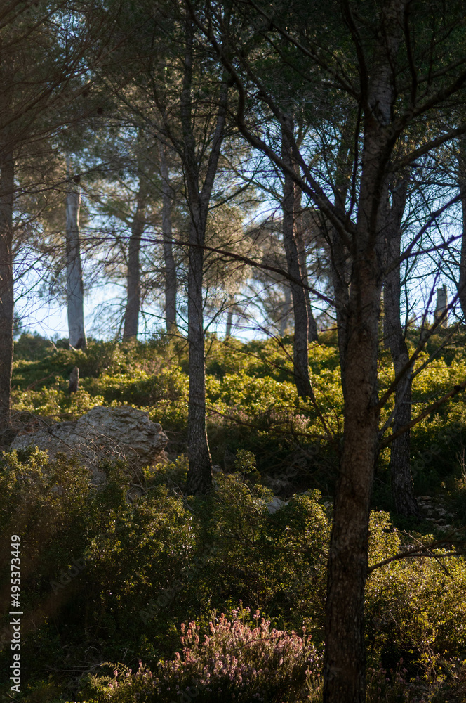 autumn in the forest autumn in the forest
