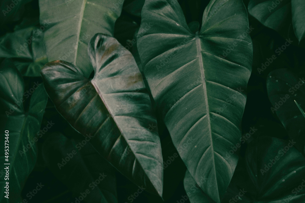 Deep dark green tropical plant Elephant Ear leaves Deep dark green tropical plant Elephant Ear leaves
