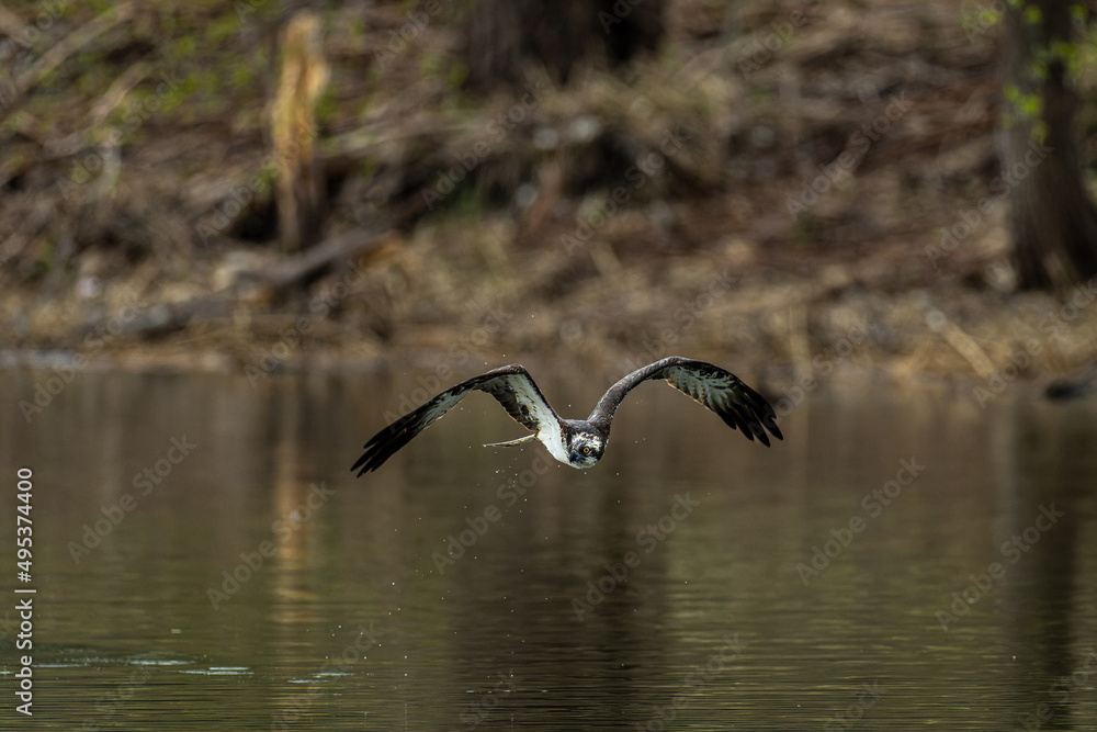Fototapeta premium 北海道の5月、湖面を飛ぶミサゴ。 