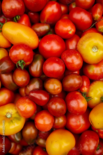 Different kinds of homegrown tomatoes  Assortment of tomatoes   local farmers market  Fresh vegetables  Fresh harvest of  Red  yellow and orange tomato. Top view. .