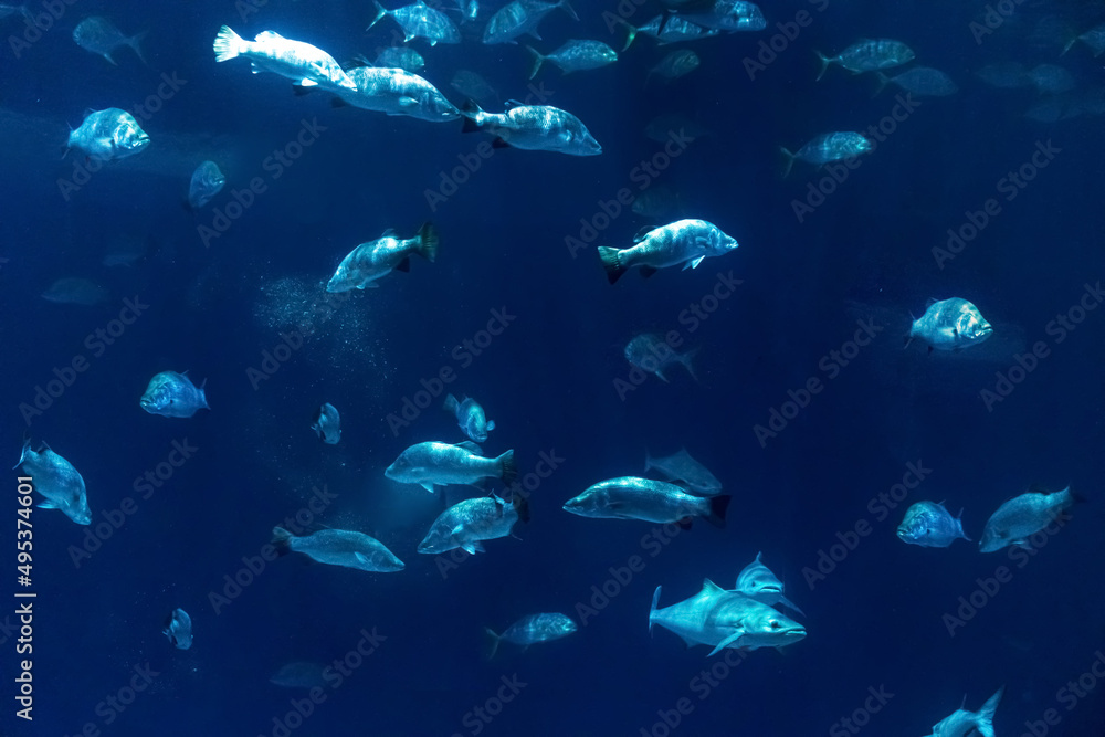 Fototapeta premium Animals of the underwater marine world. Ecosystem. Multicolored tropical fish. Life in a coral reef.