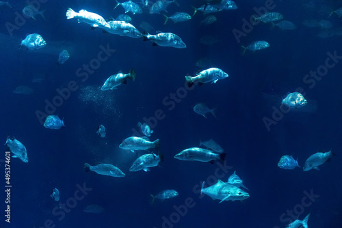 Animals of the underwater marine world. Ecosystem. Multicolored tropical fish. Life in a coral reef.