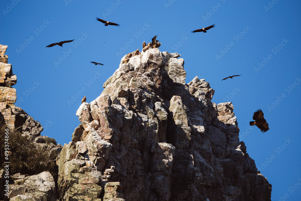 Vultures flying over rocky peak in Monfrague National Park Vultures flying over rocky peak in Monfrague National Park