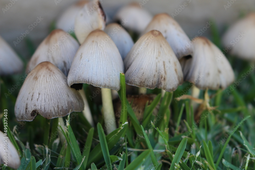 mushrooms in the grass mushrooms in the grass