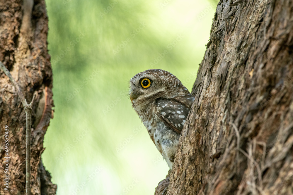Spotted Owlet (Athene Brama) In Nature Spotted Owlet (Athene Brama) In Nature