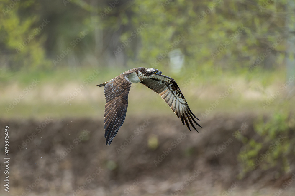 Obraz premium 北海道の5月、森を飛ぶミサゴ。