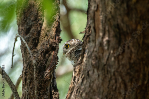 Spotted Owlet (Athene Brama) In Nature