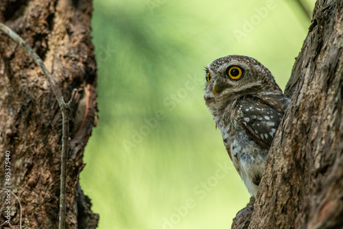 Spotted Owlet (Athene Brama) In Nature