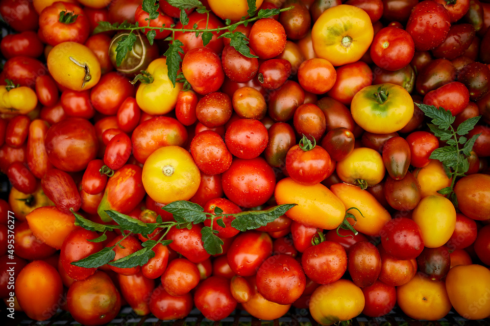 Different kinds of homegrown tomatoes, Assortment of tomatoes, local farmers market Different kinds of homegrown tomatoes, Assortment of tomatoes, local farmers market