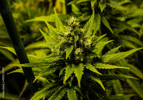 Billede på lærred Plantacion interior de marihuana del tipo amnesia haze casi listas para cortar