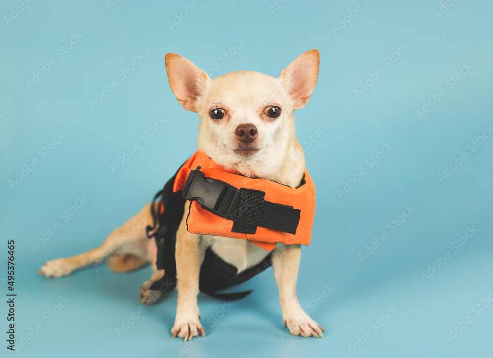 portrait of a cute brown short hair chihuahua dog wearing orange life jacket, on blue background. Baywatch dog. Pet Water Safety.