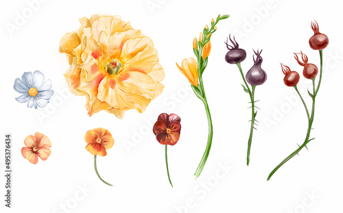 Fototapeta Naklejka Na Ścianę i Meble -  Watercolor flowers - set of illustrations. Yellow poppy, viola, plant branches - botanical elements isolated on white background.