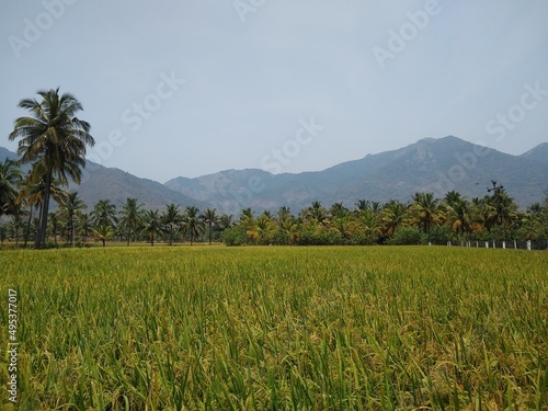 rice cultivation, Paddy field in Tenkasi, Tamil Nadu, India photo