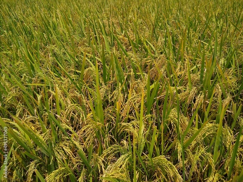 rice cultivation, Paddy field in Tenkasi, Tamil Nadu, India