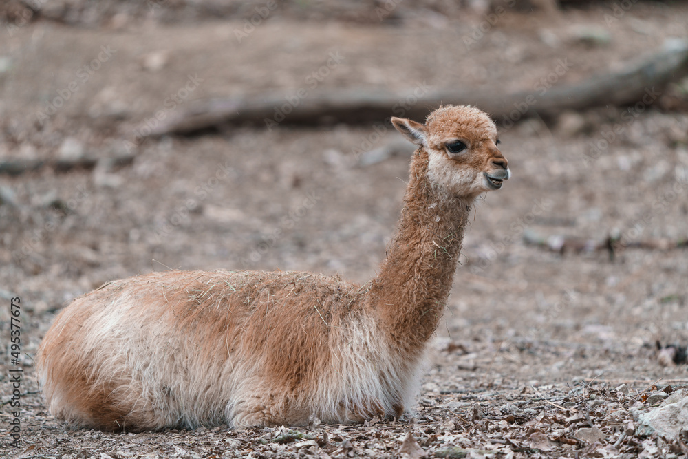 Young alpaca (Vicugna pacos) lying on the ground Young alpaca (Vicugna pacos) lying on the ground